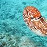 Nautilus: Hewan Cephalopoda Bercangkang