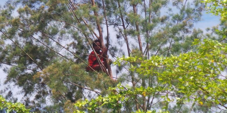 Seorang warga Yahukimo Papua memanjat pohon untuk melihat kehadiran Jokowi di Bandara Nop Goliat Dekai, Selasa (18/10/2016).