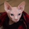 Tips Memandikan Jenis Kucing Tak Berbulu 
