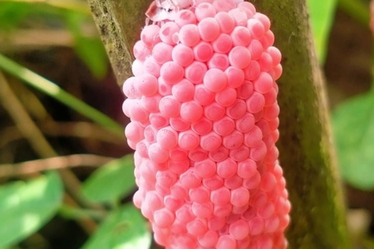 Ilustrasi telur keong mas.