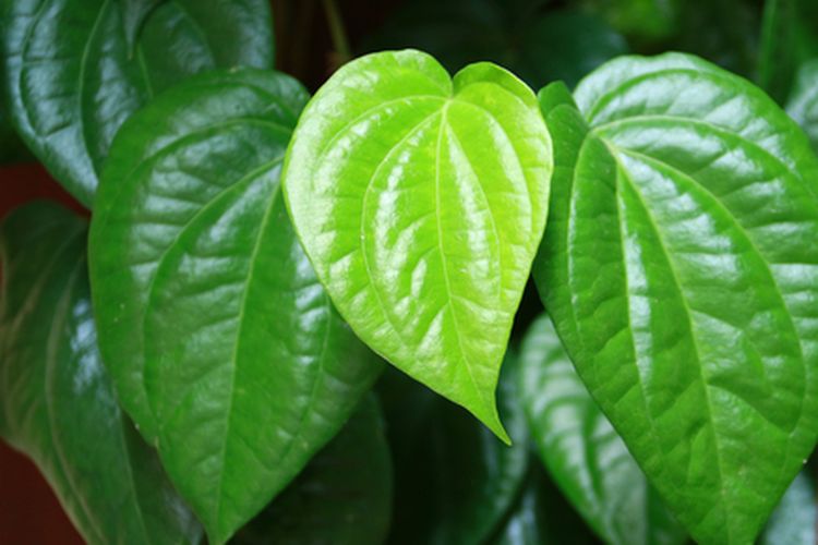 Manfaat daun sirih untuk kesehatan bisa kita peroleh dengan berbagai cara, daun sirih juga mudah ditemukan.