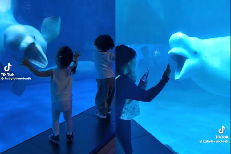 Tangkap layr video paus beluga yang membuka mulut di depan anak-anak pengunjung.