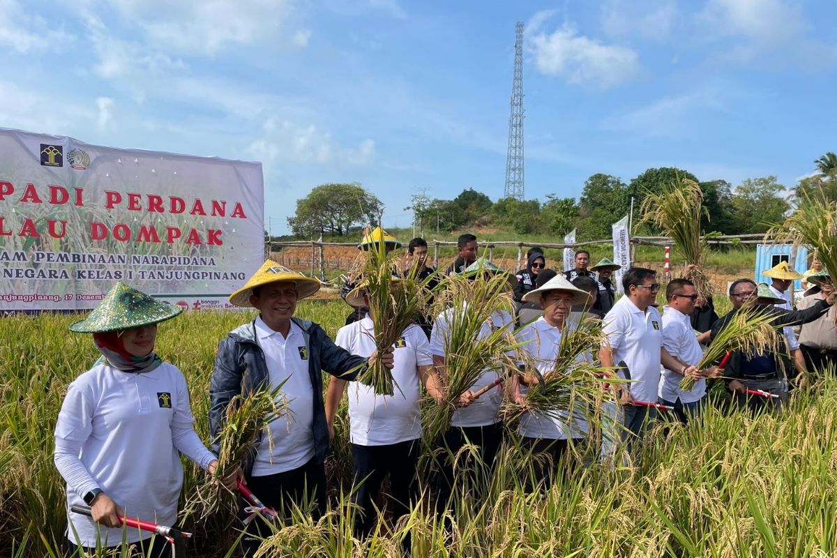 Warga binaan Rumah Tahanan Negara Kelas I Tanjungpinang, Kepulauan Riau melakukan panen padi perdana di lahan bekas tambang bauksit di Pulau Dompak, Tanjungpinang, Senin (18/12/2023). 