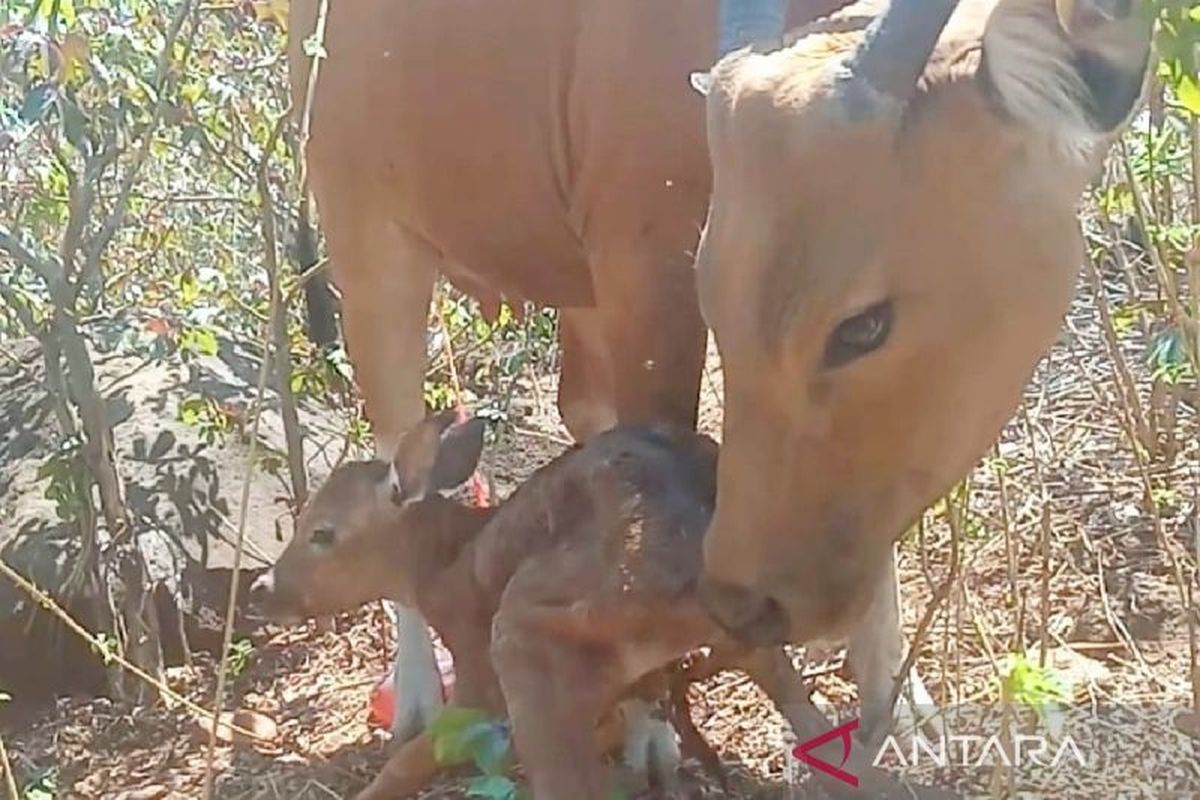 Banteng betina Usi bersama bayi betina yang baru dilahirkan di Suaka Satwa Banteng (SSB) Taman Nasional Baluran di Situbondo, Jawa Timur, Selasa (13/7/2024).