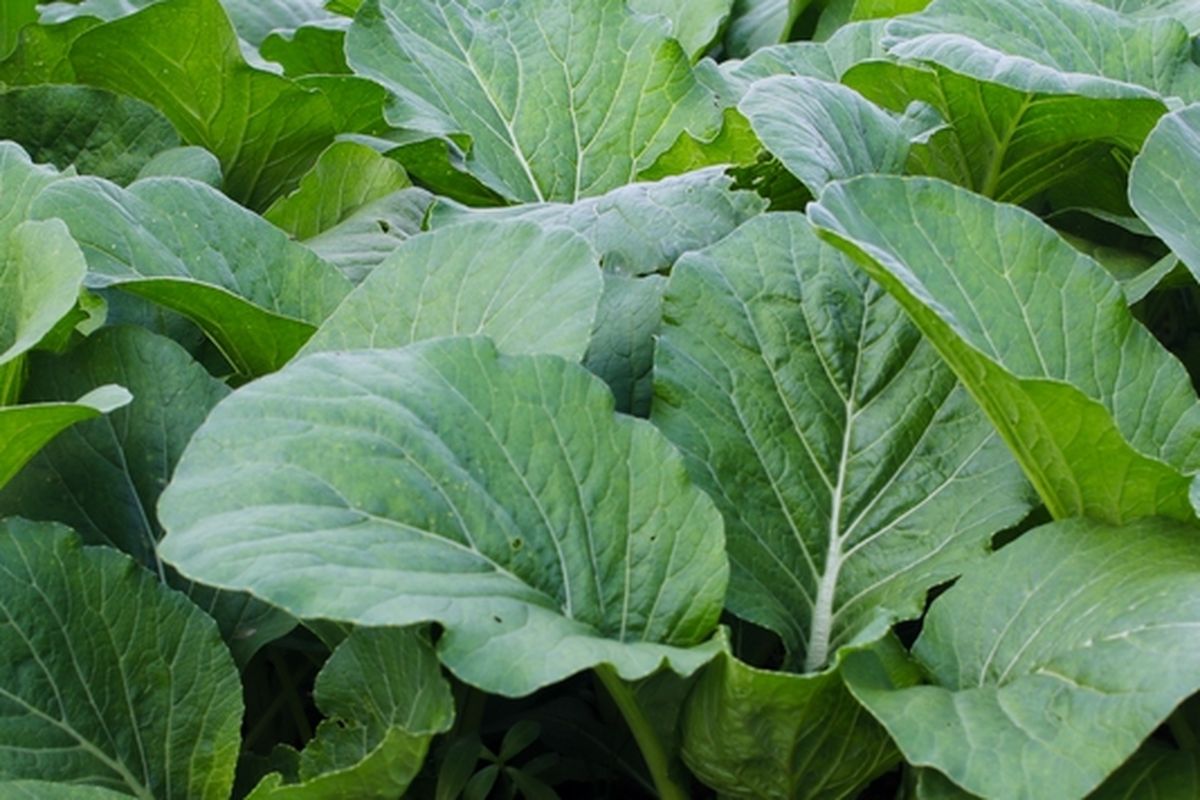 Ilustrasi menanam caisim, menanam caisim di pekarangan rumah. 