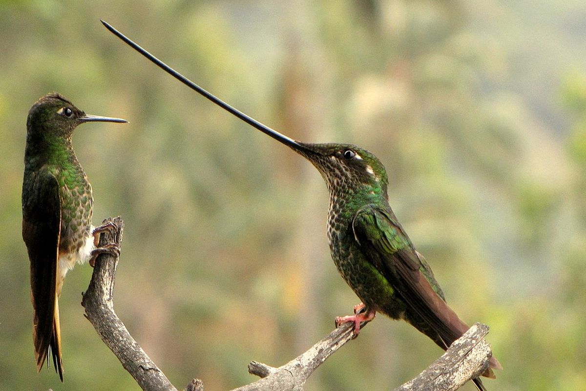 Burung kolibri paruh pedang (kanan).