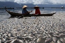 Cuaca Buruk, Ratusan Ton Ikan Mati Mendadak di Danau Maninjau Sumbar