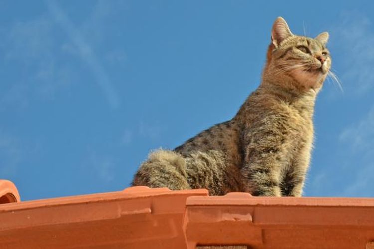 Ilustrasi kucing di atap rumah