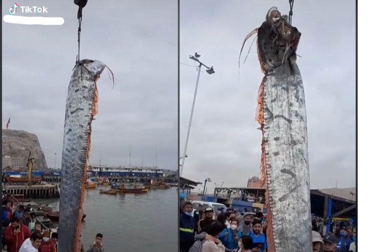 Oarfish ditemukan nelayan Chile