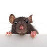 5 Kota di AS dengan Populasi Tikus Terbanyak, Jadi Kota Terkumuh?