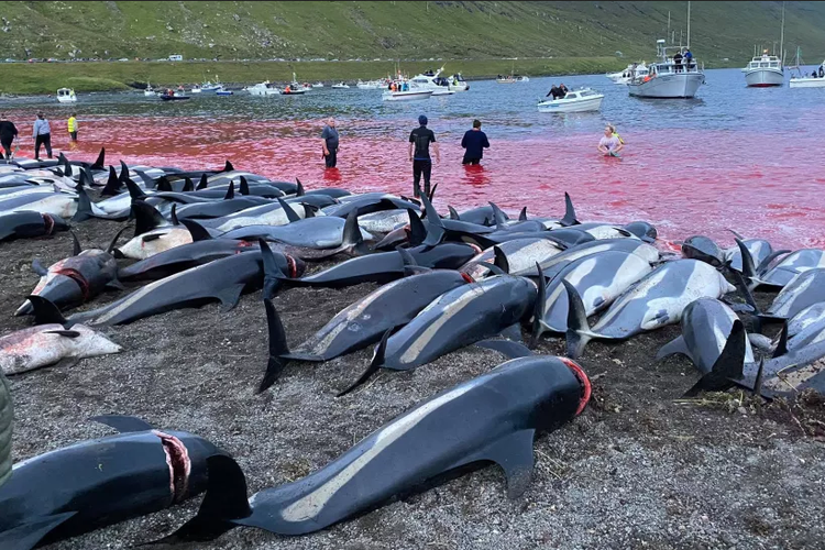 Lumba-lumba yang mati dibiarkan berjejer di tepi pantai 