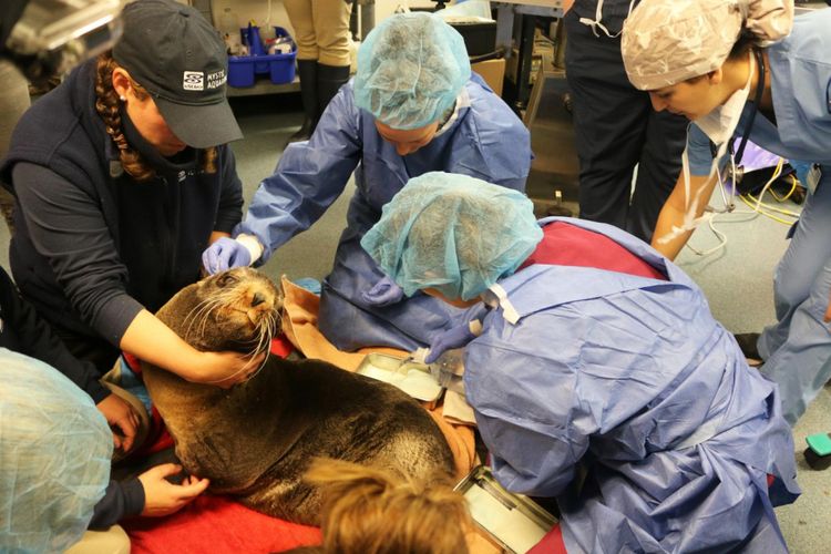 Ziggy, anjing laut pengidap hidrosefalus dalam persiapan operasi