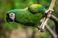 Alasan Burung Beo Dapat Menirukan Ucapan Manusia