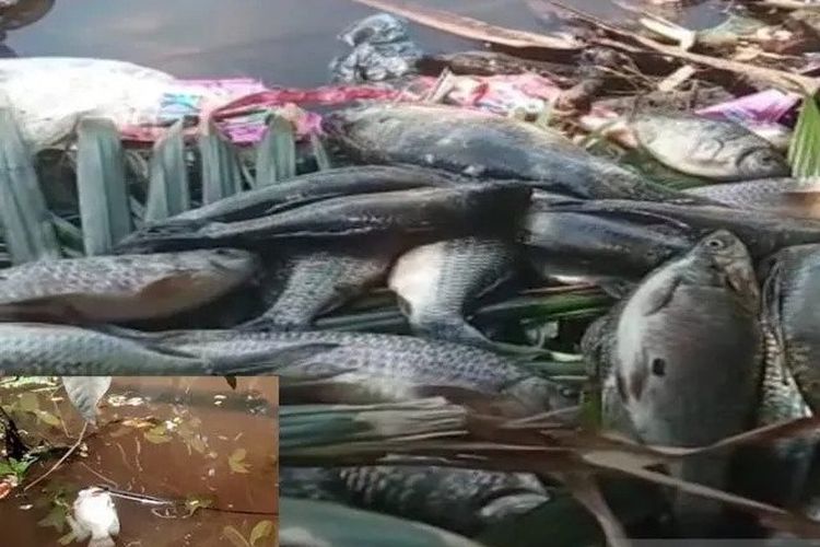 Ribuan ikan mati di Sungai Penago Seluma, diduga tercemar limbah pabrik sawit. 