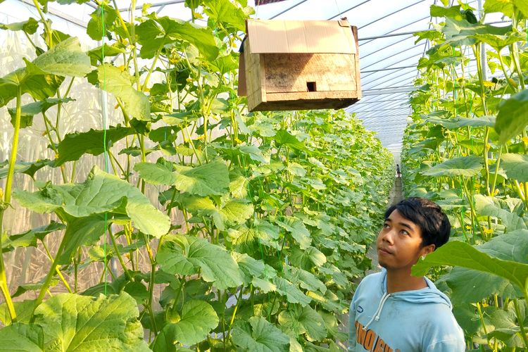Petani Gen Z ini Maksimalkan Lebah Penyerbuk Untuk Tekan Ongkos Produksi dan Alami 
