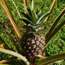 Mengenal Buah Nanas yang Kaya Nutrisi untuk Kesehatan Tubuh
