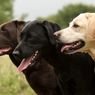 UEA Siapkan Anjing untuk Deteksi Covid-19, Akurasi 92 Persen