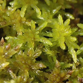 Picture taken in Commanster, Belgian High Ardennes . Species: Sphagnum flexuosum 