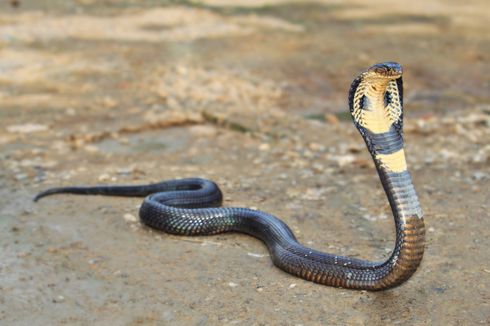 Serupa tapi Tak Sama, Ini Bedanya King Cobra Vs Cobra