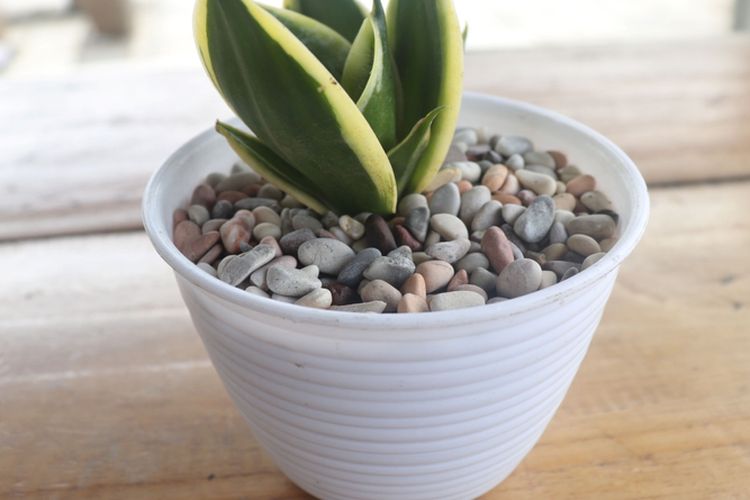 Ilustrasi bebatuan di dalam pot tanaman hias.