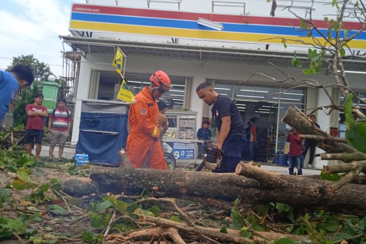 Petugas BPBD Kota Bandar Lampung mengevakuasi pohon tumbang yang menimpa mobil di Jalan Imam Bonjol, Senin (19/9/2022) siang. Hujan disertai angin kencang menerpa Bandar Lampung.