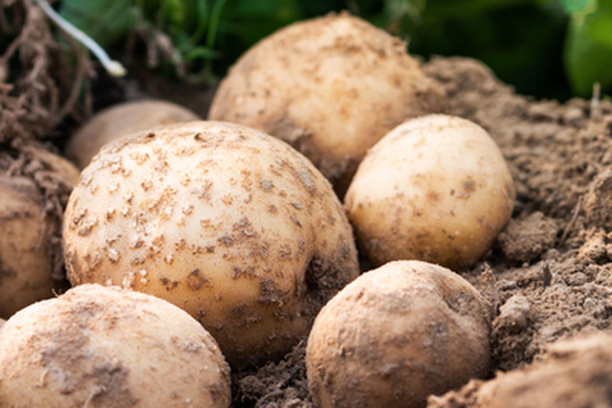 Ilustrasi kentang, menanam kentang. 