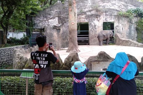 Kebun Binatang Ragunan Buka Hari Ini, Simak Tips Berkunjungnya