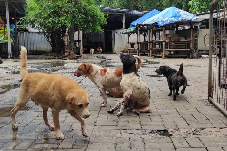 Sejumlah anjing yang menyambut Kompas.com ketika menyambangi Pejaten Shelter pada Selasa (28/2/2023). 