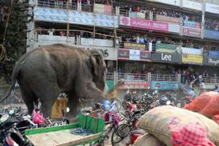 Awal bulan lalu, seekor gajah besar pun mengamuk di sebuah kawasan di negara bagian Bengal Barat. Warga menonton gajah yang berjalan di sepanjang jalan di kawasan Siliguri.  