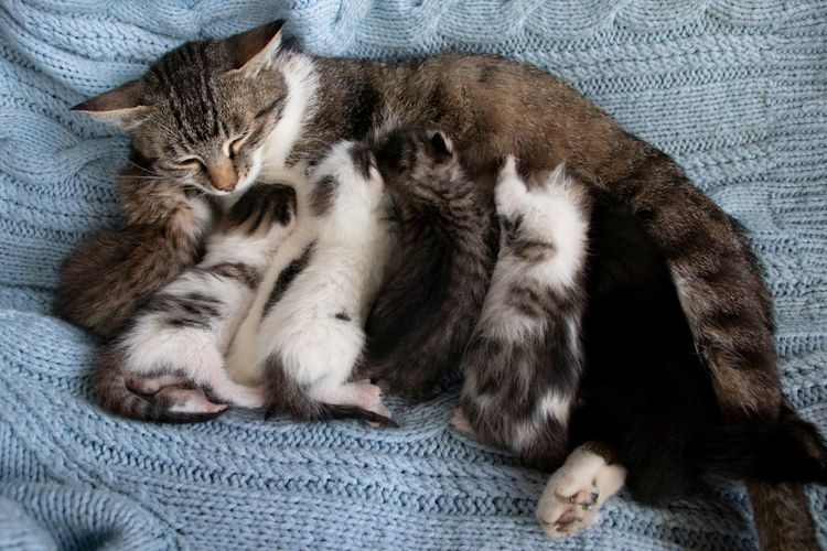 Ilustrasi kucing melahirkan, kucing usai melahirkan. 