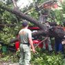 Hujan Disertai Angin Kencang, Pohon dan Baliho di Purwokerto Tumbang