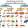 Kingdom Animalia: Klasifikasi dan Ciri-ciri