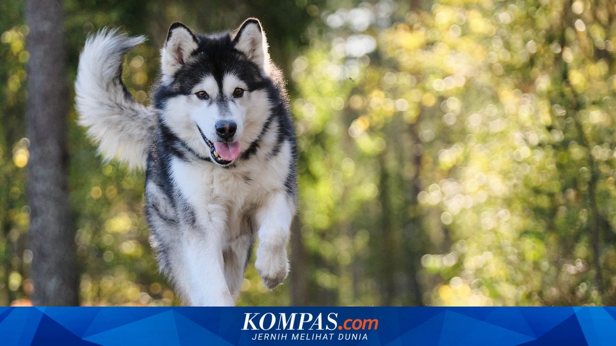7 Ras Anjing Besar yang Cocok untuk Keluarga