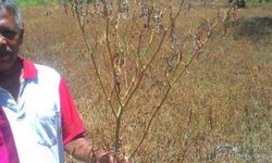 Ini Fakta soal Pemusnahan Ladang Cabai