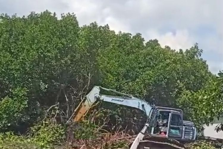 Viral Tanaman Mangrove di Subang Dibabat demi Pemancingan, Begini Penjelasan Pemilik Lahan