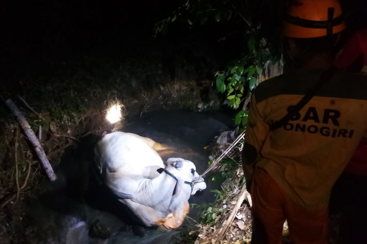 Nyemplung Parit dan Patah Kaki, Sapi di Wonogiri Batal Jadi Hewan Kurban