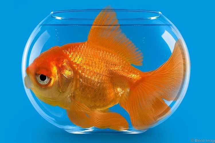 Download 680 Koleksi Gambar Gambar Ikan Mas Paling Baru Gratis HD