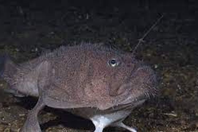 Ikan Anglerfish laut dalam kawin dengan cara menempelkan tubuhnya pada betina. 