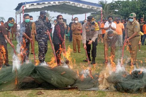 Mantan Menteri Kelautan Susi: Harus Percaya, Jika Bibit Diambil, Lobster Enggak Ada