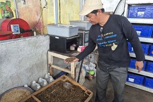 Kala Maggot jadi Pahlawan, Urai 100 Kg Sampah Organik Per Hari