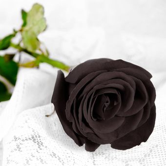 Ilustrasi bunga mawar hitam.
