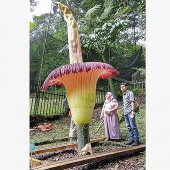 Ilustrasi: Sejumlah pengunjung menyaksikan bunga bangkai raksasa yang sedang mekar di Kebun Raya Cibodas, Jawa Barat. Tinggi bunga bangkai tersebut mencapai 3,735 meter dan memecahkan rekor bunga bangkai tertinggi di Indonesia.
