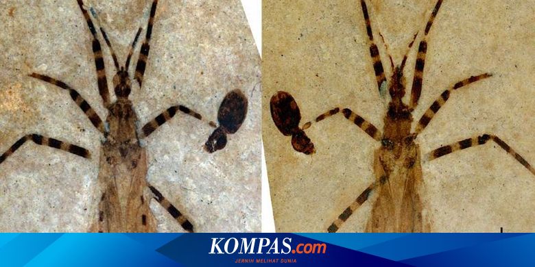 Fosil berusia 50 juta tahun mengungkap penampakan organ genital