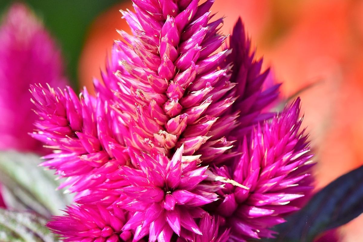 Ilustrasi bunga celosia atau bunga jengger ayam. 