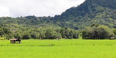 Soal Program Food Estate Pemerintah, Begini Tanggapan Akademisi