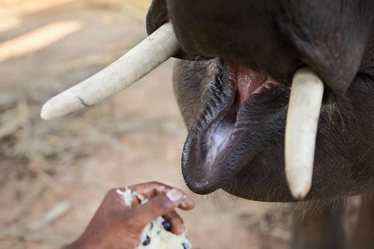 Gajah yang diberi makan biji kopi