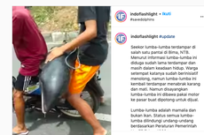 Viral, Video Lumba-lumba Diangkut Motor di NTB, Bagaimana Ceritanya?