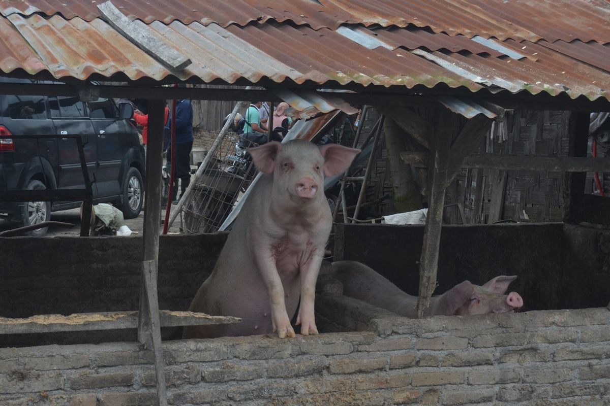 Seekor babi di dalam kandang di Desa Sei Belutu, Kecamatan Sei Bamban menunjukkah wajahnya sebelum disemprot desinfektan pada Jumat siang (8/11/2019). Di Serdang Bedagai sudah 500 babi yang mati, dari total populasi 31.000 ekor.