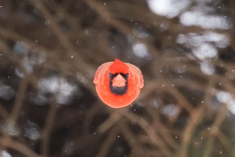 Seorang fotografer alam liar profesional bernama Scott Taylor berhasil mengabadikan potret burung kardinal merah yang mirip karakter Red di permainan Angry Birds. Potret tersebut diambil di wilayah Nebraska, Amerika Serikat