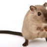 6 Tanda Tikus Bersarang di Rumah, Jangan Diabaikan